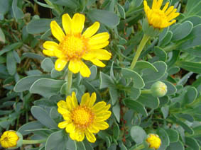 Hertia cheirifolia